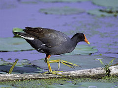 Зеленоножка (Gallinula chloropus)